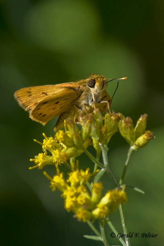  Fiery Skipper 