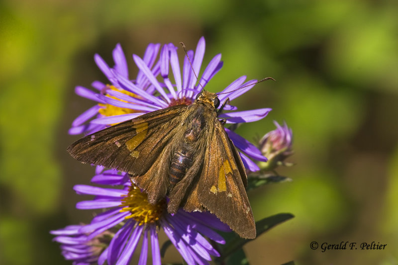  Silver - spotted Skipper 