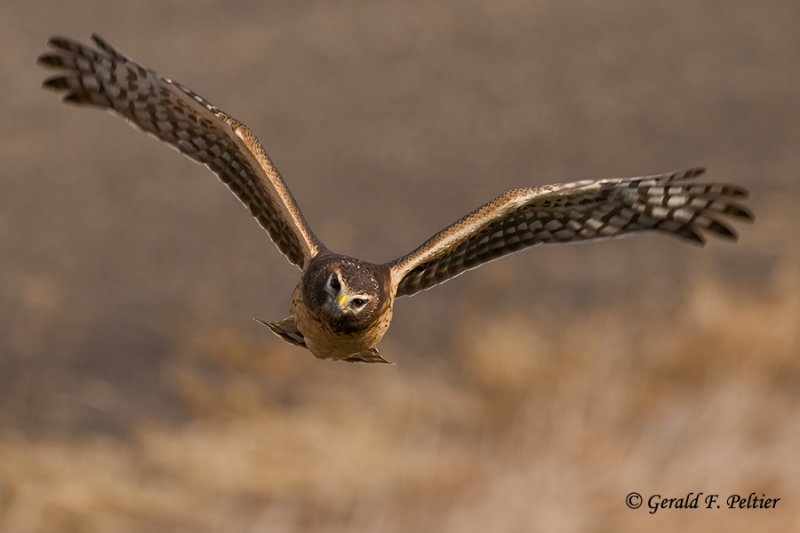  Northern Harrier   32