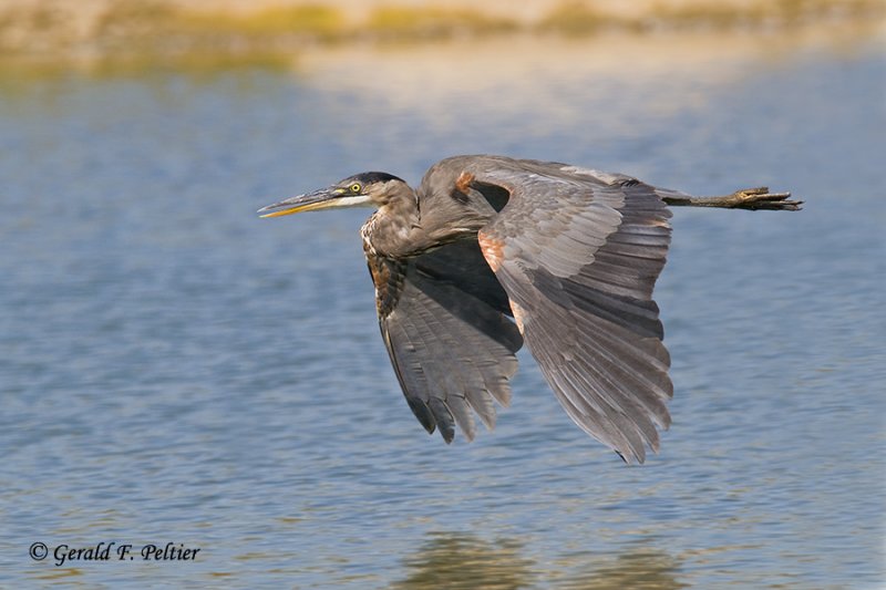  Great Blue Heron  18