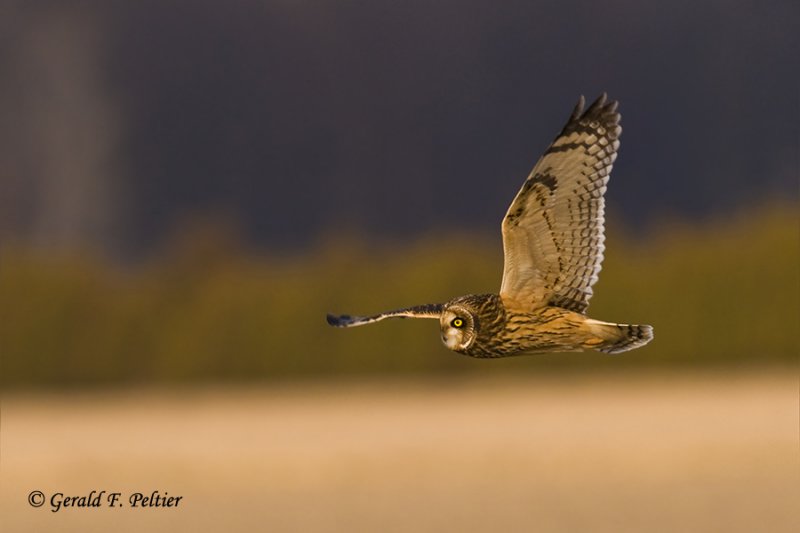  Short - eared Owl   4