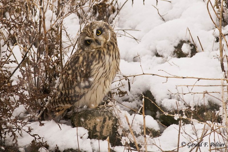  Short - eared Owl   32