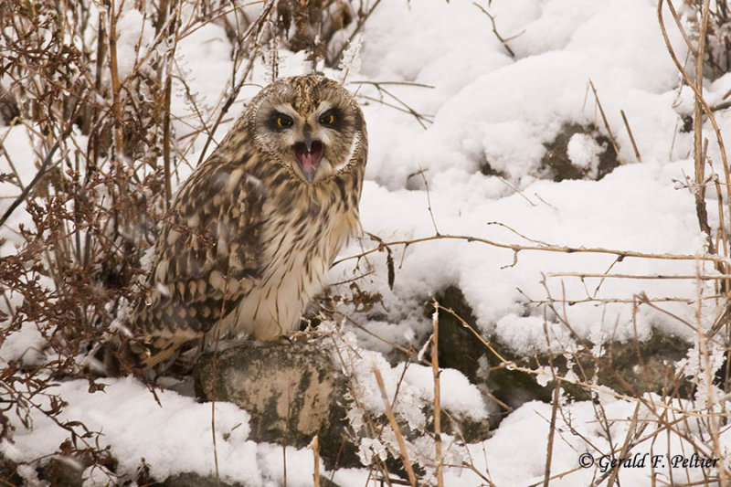  Short - eared Owl   34