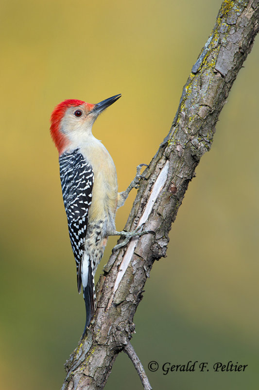 Red - bellied Woodpecker