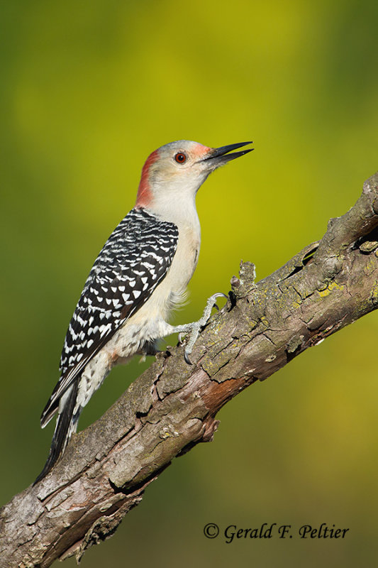 Red - bellied Woodpecker  (f)