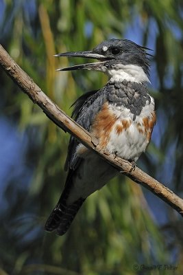 Belted Kingfisher 6