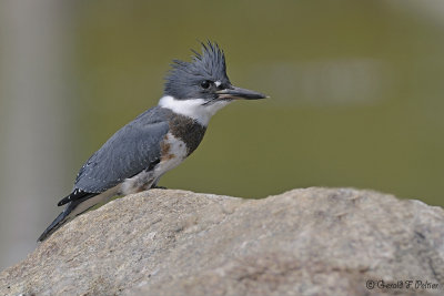 Belted Kingfisher 7