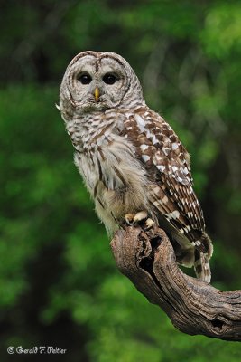  Barred Owl 1 ( captive )