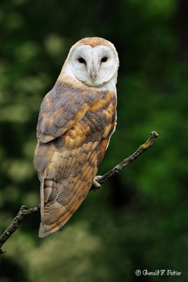 Barn Owl 1 ( captive )