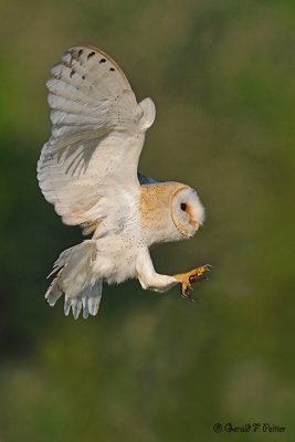 Barn Owl 3 ( captive )