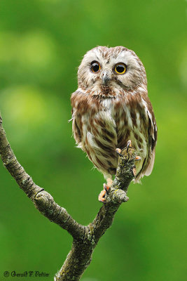  Northern Saw-whet Owl 1 ( captive )