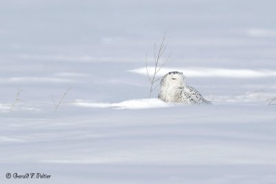 Snowy Owl 1