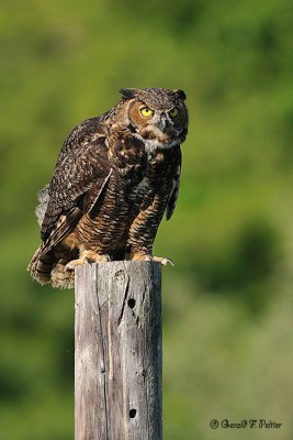  Great Horned Owl 1 ( captive )