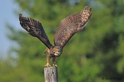 Pbase edit Great Horned Owl 10 crop ok June 1609 CRC_DSC0337.jpg