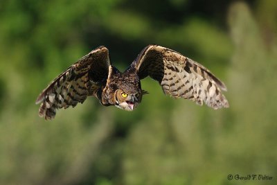  Great Horned Owl 3 ( captive )