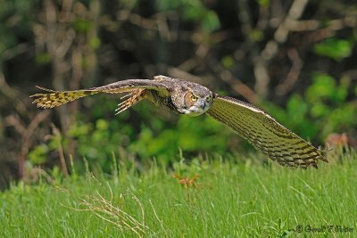 Great Horned Owl 8 ( captive )