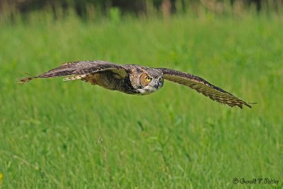 Great Horned Owl 9 ( captive )