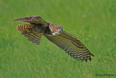Great Horned Owl  10 ( captive )