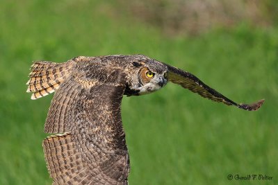  Great Horned Owl 11 ( captive )