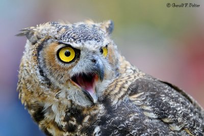  Great Horned Owl 12 ( captive )