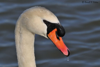 Mute Swan 1