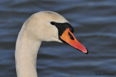  Mute Swan 2 