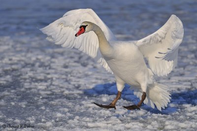  Mute Swan 4