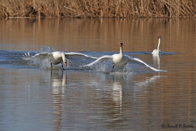  Mute Swans 6