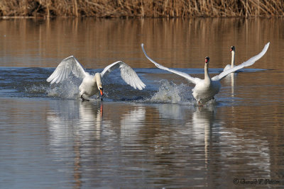  Mute Swans 7 