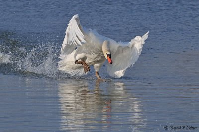  Mute Swan 8