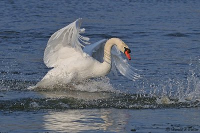  Mute Swan 10