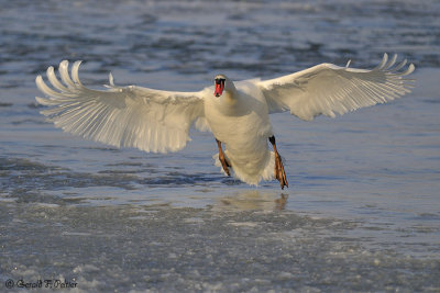  Mute Swan 15