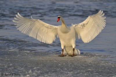  Mute Swan 16