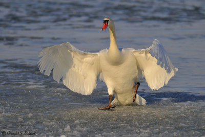 Mute Swan 17
