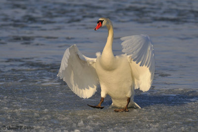  Mute Swan 18