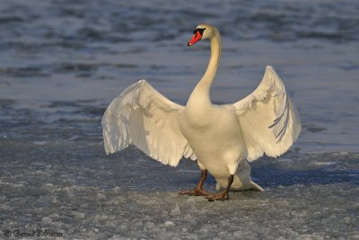  Mute Swan 19