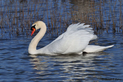  Mute Swan 20