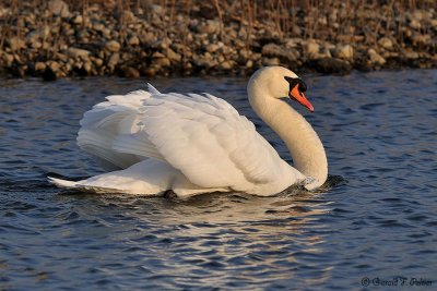  Mute Swan 21 