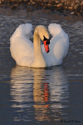  Mute Swan 22