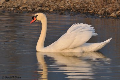  Mute Swan 25