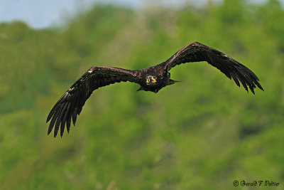  Bald Eagle 6 ( captive )