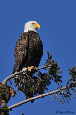  Bald Eagle 15