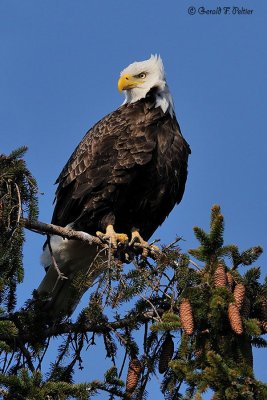  Bald Eagle 23