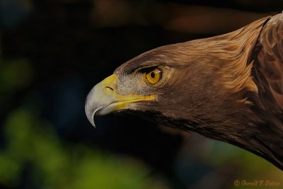  Golden Eagle 3 ( captive )