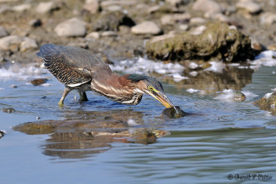  Green Heron 8