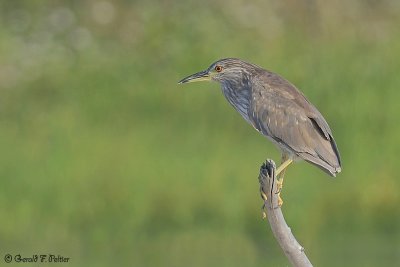 Black - crowned Night Heron 2
