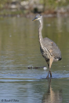  Great Blue Heron 4
