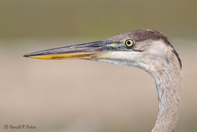  Great Blue Heron 7