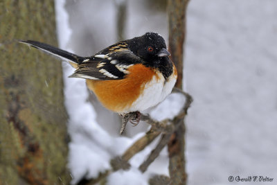  Spotted Towhee 1