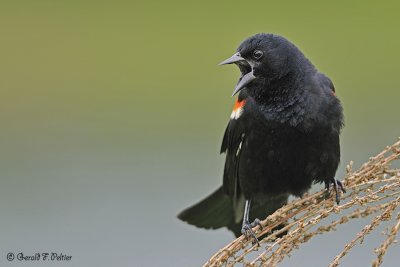  Red-winged Blackbird 1